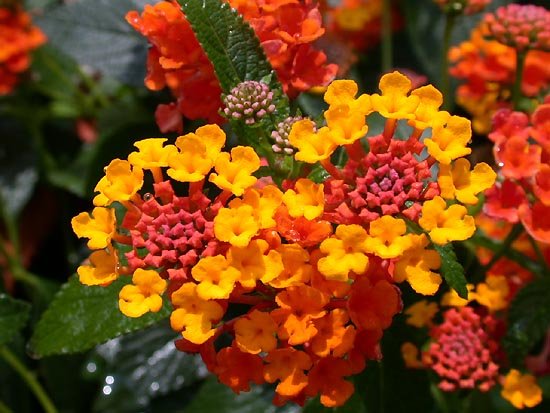Lantana camara